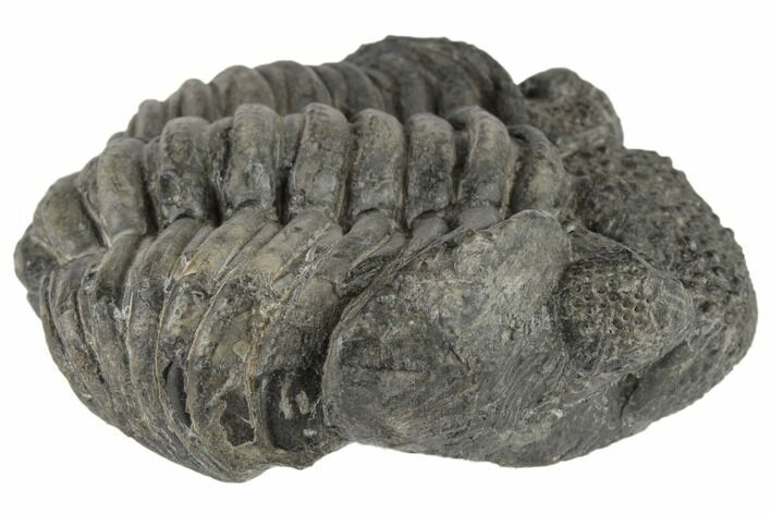 Bargain, Enrolled Drotops Trilobite - About Around #195785